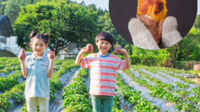 영암 베니하루카 3kg/5kg: 꿀팁 가득한 구매 후기! ✨